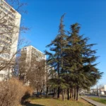 OnePlus 12 Pro 🔥 هل هو أفضل هاتف في تاريخ ون بلس؟ 18 OnePlus 12 الكاميرا الرئيسية النهار