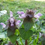 Samsung Galaxy A25 5G 🔥 تجربتي للهاتف بعد 30 يوم و هل يستحق الشراء؟ 25 20240322164344