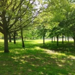 Redmi 12 🔥 مراجعة كاملة: السعر والأداء وهل ما زال يستحق الشراء؟ 29 xiaomi redmi note 12 5g trees