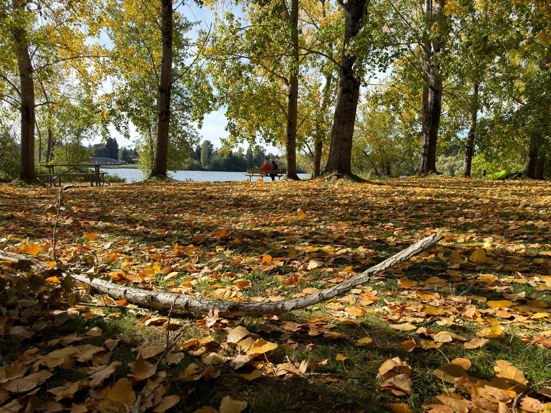 iPhone 17 Pro مقابل Pixel 10 Pro XL: مقارنة بين أفضل كاميرات الهواتف 8 iph17pro vs pix10pro wide leaves iphone r