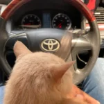 iphone 11: 🔥 هل يستحق الترقية؟ مراجعة كاملة تكشف الحقيقة 26 iphone11shotsoriginal 1