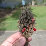 سامسونج a56: 🔥 هل يستحق الترقية؟ مراجعة كاملة تكشف الحقيقة 26 PqFaPqibfVwok6PEbyeQfH 1200 80.jpg