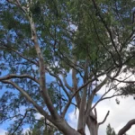 سامسونج a56: 🔥 هل يستحق الترقية؟ مراجعة كاملة تكشف الحقيقة 23 S4yAXrdpqiuLc73VfZprJe 1200 80.jpg