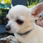 سامسونج a21s : 🔥 هل يستحق الترقية؟ مراجعة كاملة تكشف الحقيقة 22 Samsung Galaxy A21s Review008 4 normal samples