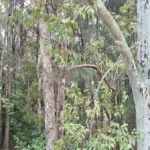 سامسونج a56: 🔥 هل يستحق الترقية؟ مراجعة كاملة تكشف الحقيقة 22 zgYACogC6484sWF5GPHq8D 1200 80.jpg