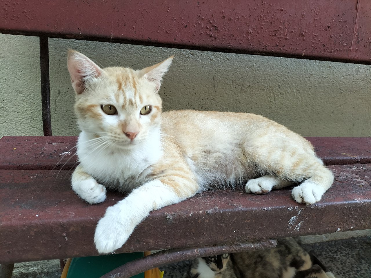 مميزات وعيوب Oppo A74 – دليل الشراء الكامل وهل يستحق الشراء؟ 13 gadgetmatch 20210615 oppo a74 5g sample 06