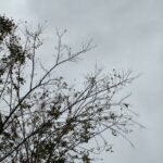 OPPO Find X9 🔥 هل يستحق الشراء + المميزات والعيوب قبل الشراء 47 gadgetmatch samples 20251219 oppo find x9 26 768x1024 1