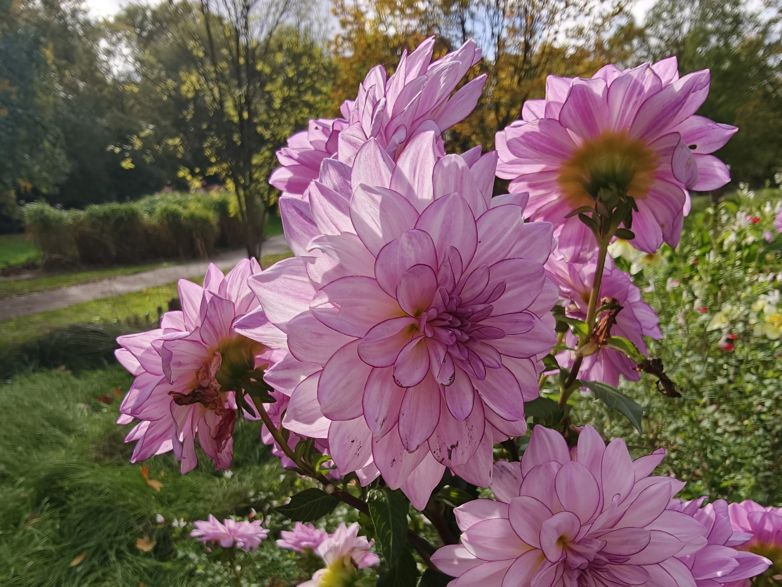 Oppo Find X9 Pro 🔥 هاتف تصوير مذهل… لكن هل يفتقد شيئًا مهمًا؟ 43 img20251024150045 copie scaled