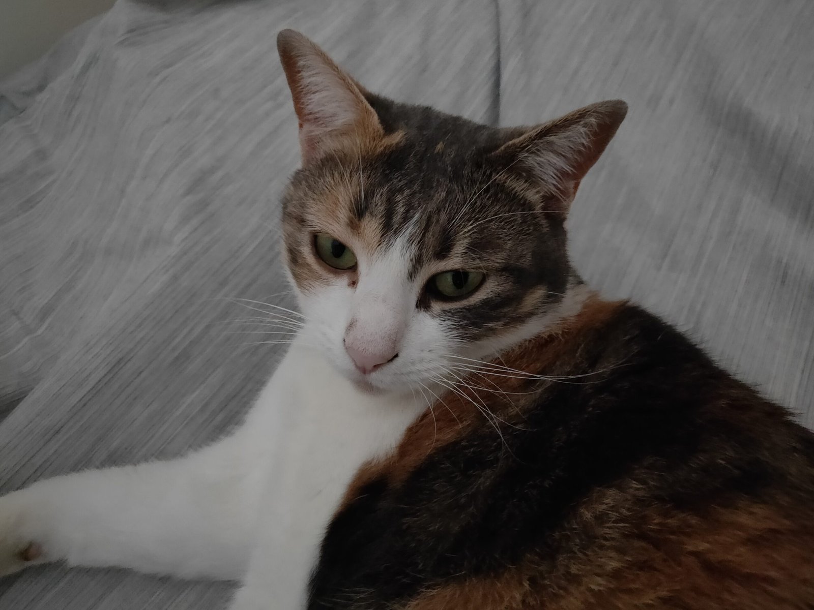 مراجعة Oppo Find X: التصميم المذهل “جمال هيلين” والمميزات والعيوب وهل لا يزال يستحق الشراء؟ 28 oppo find x photo interieur 4 scaled