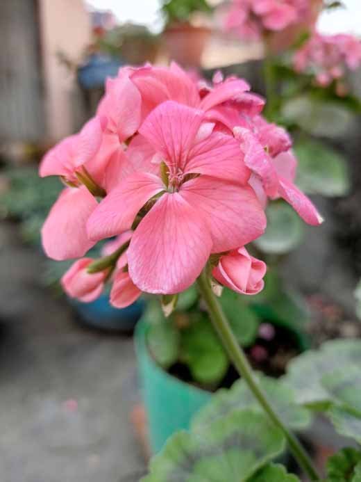 مراجعة سلسلة infinix zero 8: المميزات والعيوب وهل تستحق الشراء في 2026؟ 17 الصور الرئيسية infinix zero 8